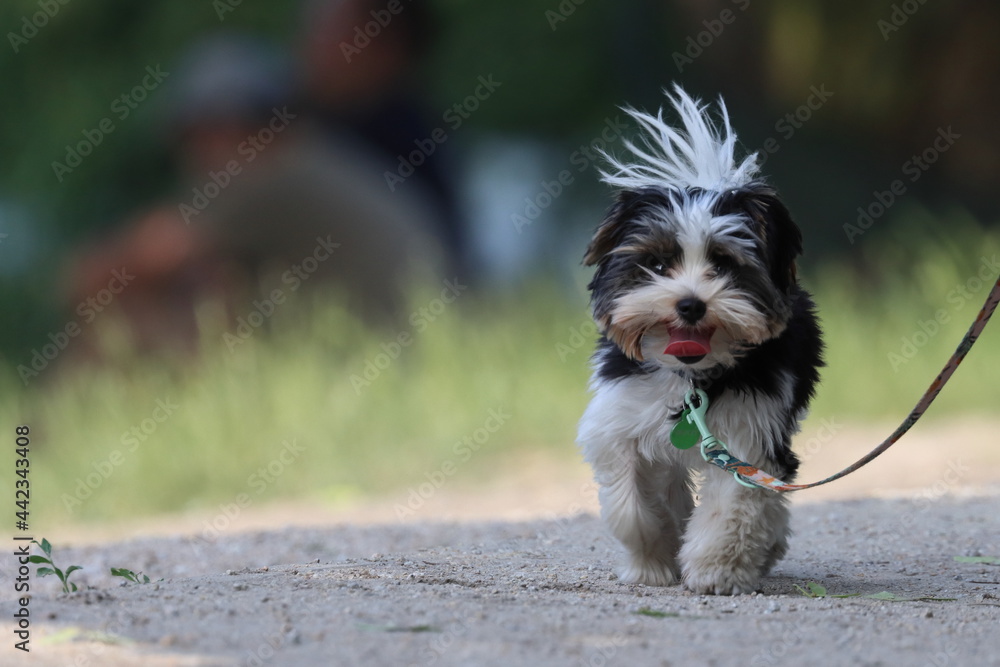 Ταπετσαρία tibetan terrier, little doggie on a walk, place for text