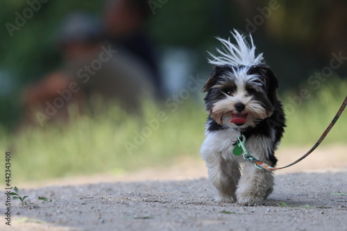 Quadro em tela tibetan terrier, little doggie on a walk, place for text
