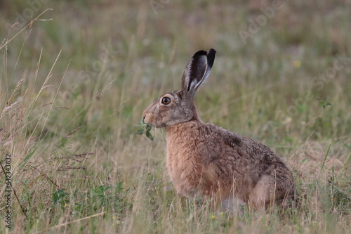 Fototapeta Naklejka Na Ścianę i Meble -  rabbit in the grass, Poland nature