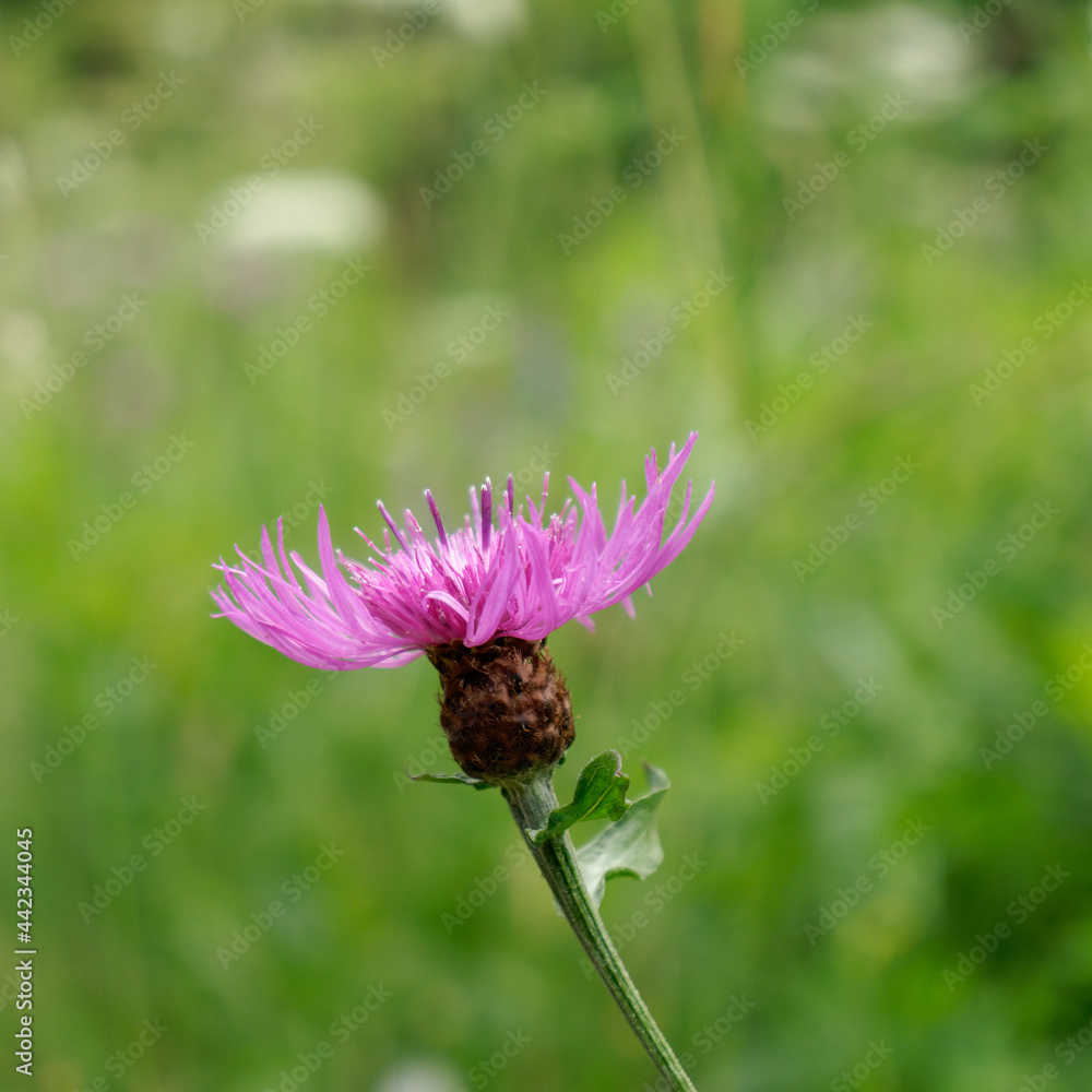 Centaurée sauvage (gros plan - macro) - Centaurea nigra
Centaurée sauvage (gros plan - macro) - Centaurea nigra