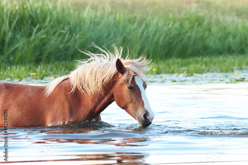 Polish horse in the pond water  Polish breeding
