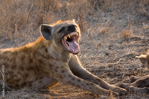 Fotografia, Obraz Gevlekte Hyena, Spotted Hyena, Crocuta crocuta