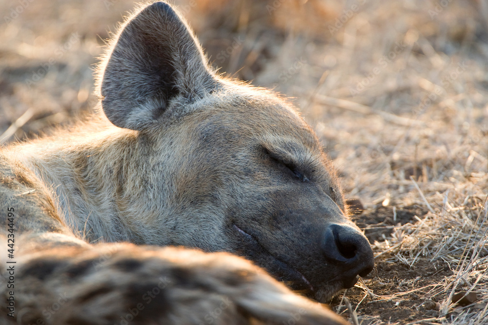 Gevlekte Hyena, Spotted Hyena, Crocuta crocuta Gevlekte Hyena, Spotted Hyena, Crocuta crocuta