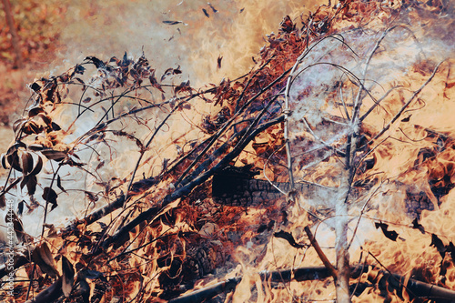 Burning the remains of dry leaves for disposal