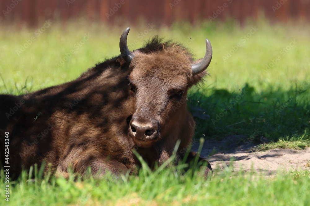 Wisent in the grass, head with horns Wisent in the grass, head with horns