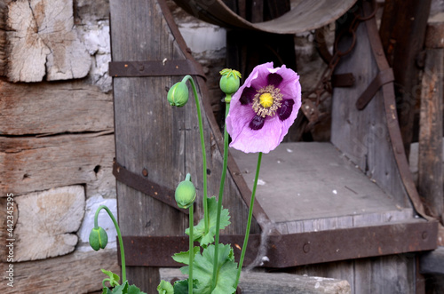 sandstone walls and stones in a flowerbed in a terraced terrain with stairs. flowering rock gardens and stairs with a gravel surface. herb garden photo