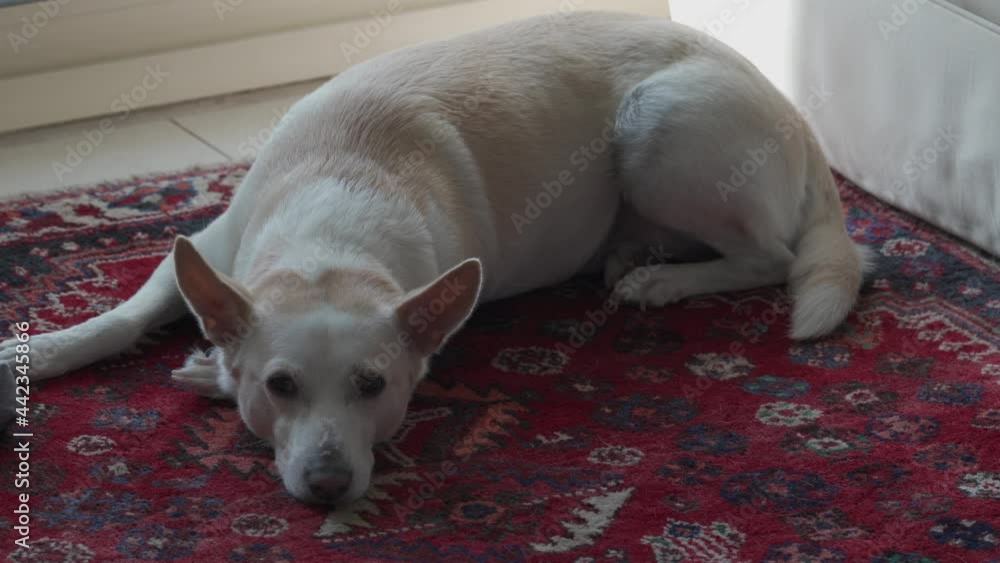 Dog laying down relaxing on the carpet Dog laying down relaxing on the carpet