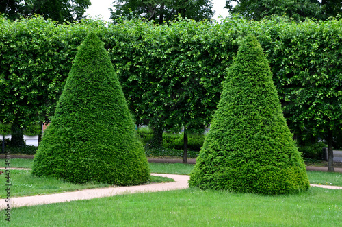 tree cut into the shape of a large regular cone and a flattened sphere. Lenses on the lawn in the garden park are regularly shaped by a hedge trimmer. 