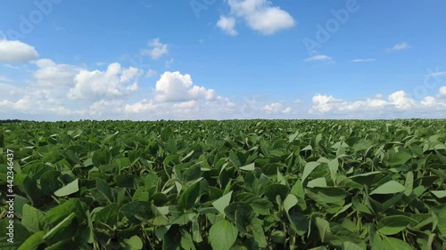 Growing soybeans. Huge soybean field. Soybeans grow in the field. The wind develops the soybean sprouts.