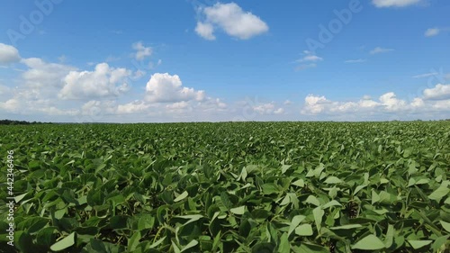 Growing soybeans. Huge soybean field. Soybeans grow in the field. The wind develops the soybean sprouts.