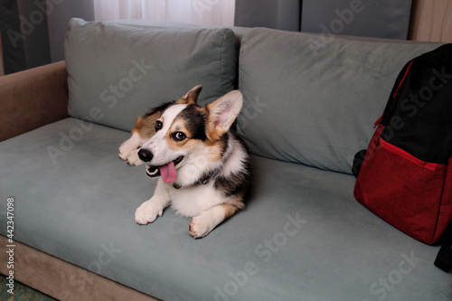 Fototapeta Naklejka Na Ścianę i Meble -  Welsh Corgi Pembroke Tricolor is resting in dog friendly hotel and enjoying life. Corgi dog traveler lies and rests on soft green comfortable sofa and advertises motel for relaxing with pets.