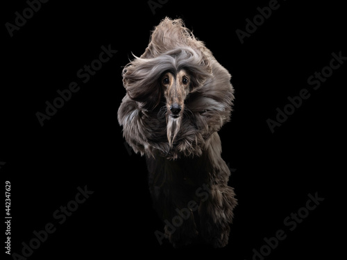  flying dog. an Afghan hound on a dark background. active pet, movement