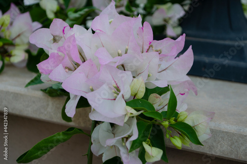 Beautiful white bougainvillea flowers closeup. Vivid colors, green soft blurry background. photo