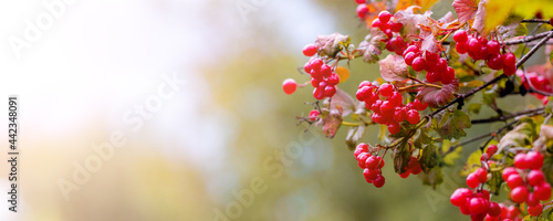 Viburnum branch with red berries on a blurred autumn background
