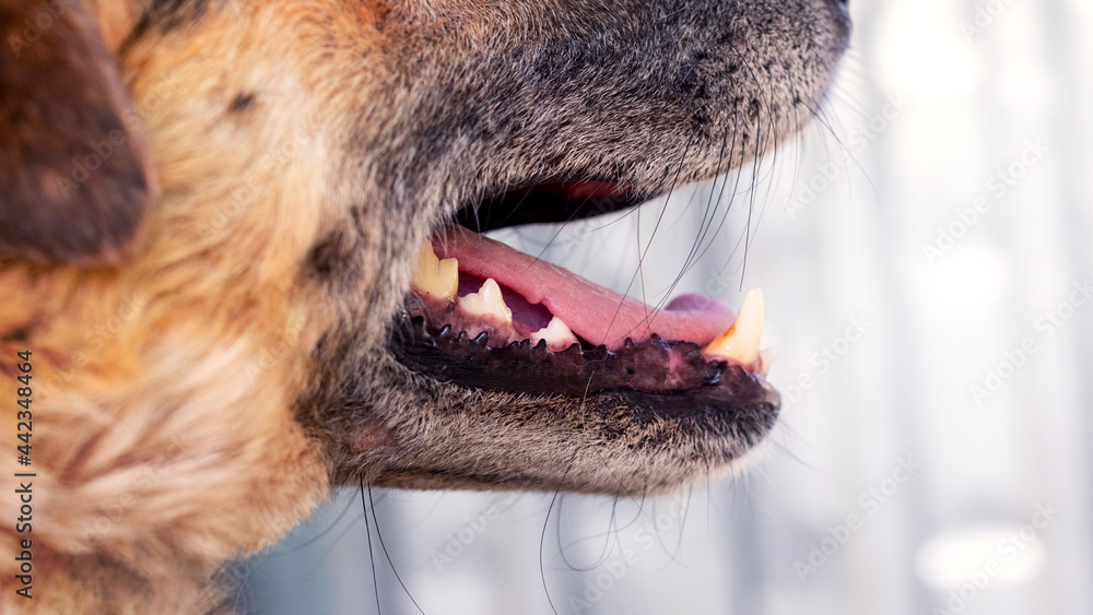 Muzzle of a dog with open mouth close up. Aggressive dog Photos Adobe