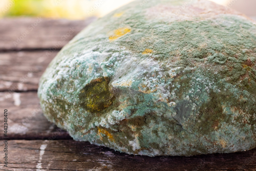 A loaf of bread is covered with mold on a wooden surface A loaf of bread is covered with mold on a wooden surface