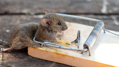 Dead mouse in a mousetrap. Mouse hunting. The mouse is a small rodent and pest