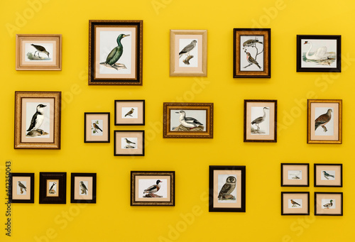 Canvas Print Pictures of birds in frames hanging on yellow wall