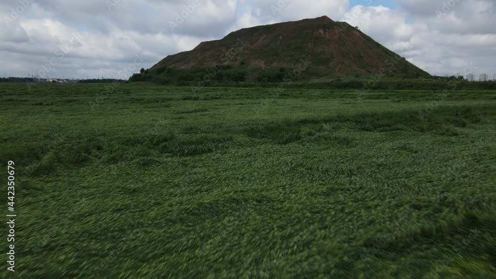 Lodged cereals after storm and hail. Ripening rye. Has suffered from bad weather. Flight over crops at low altitude. Aerial photography. Lodged cereals after storm and hail. Ripening rye. Has suffered from bad weather. Flight over crops at low altitude. Aerial photography.