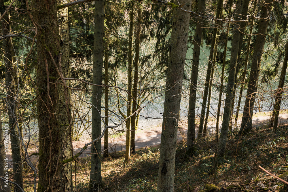 trees with a river in the background trees with a river in the background
