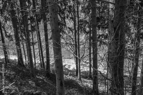 Fototapeta Naklejka Na Ścianę i Meble -  trees with a river in the background, black and white
