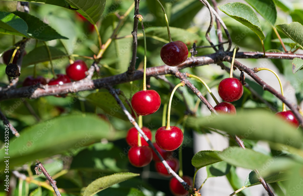 cherries on the tree in summer