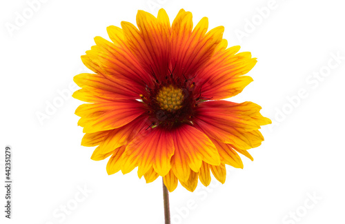 Gaillardia flowers isolated