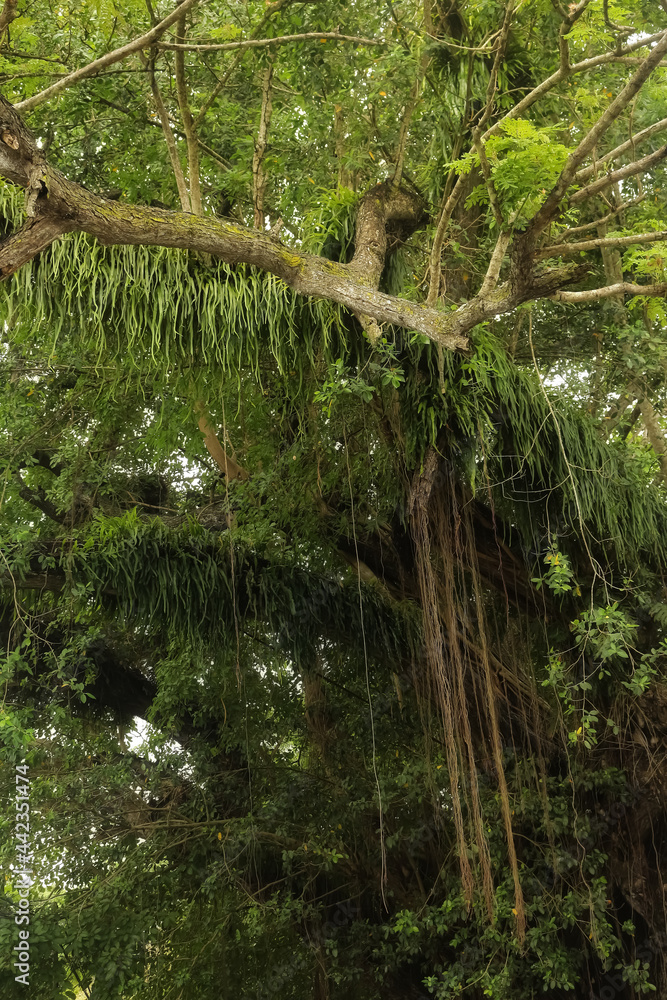 Naklejka premium tree in the forest