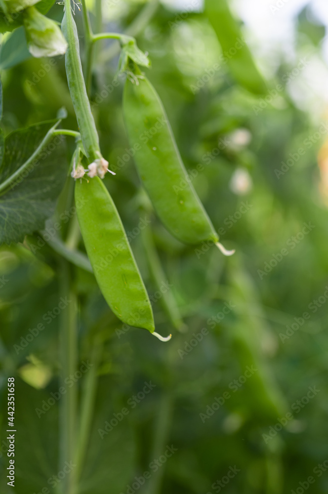 green peas growing on the farm green peas growing on the farm