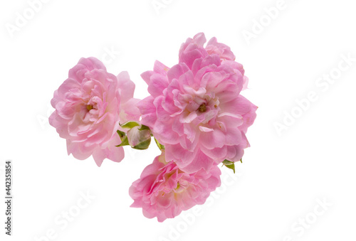 Wallpaper Mural decorative small rose isolated Torontodigital.ca