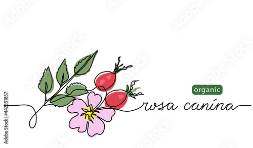 Wild rose, briar background. Dog rose branch vector illustration. Rosa canina drawing. One continuous line art with lettering organic wild rose