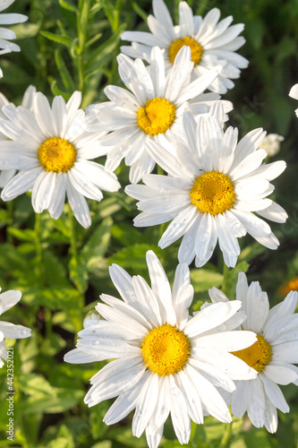 Chamomiles bloom in the park. landscape design fragment