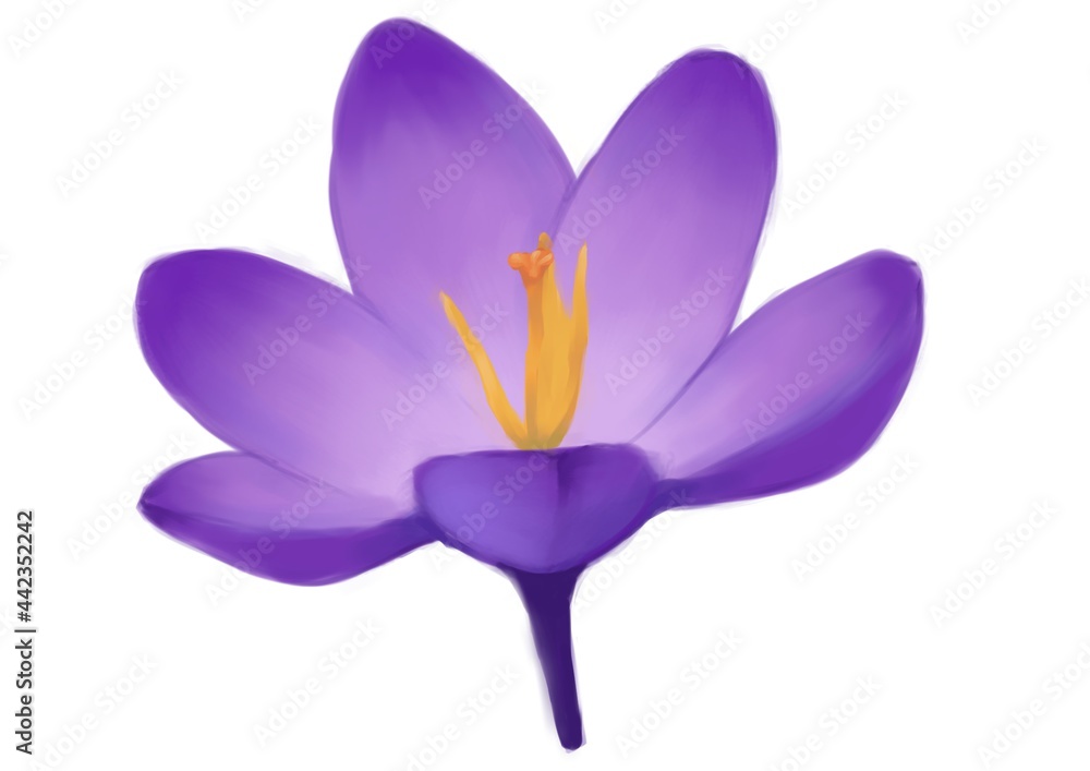 Naklejka premium purple crocus flower isolated