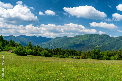 Green summer meadows and mountains at background