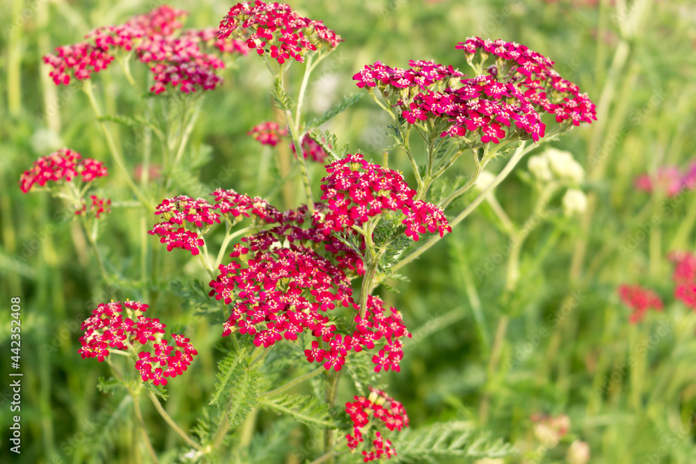 Red yarrow blooms in a flower bed,  summer day