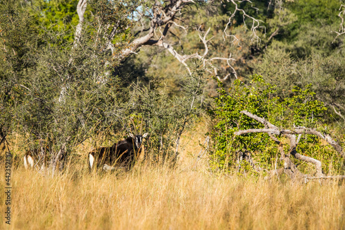 Two sable antelopes (Hippotragus niger) in african bush. Okavango delta, Botswana. photo
