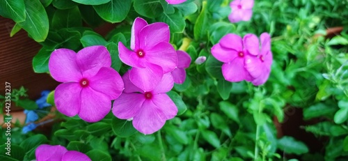 pink flower