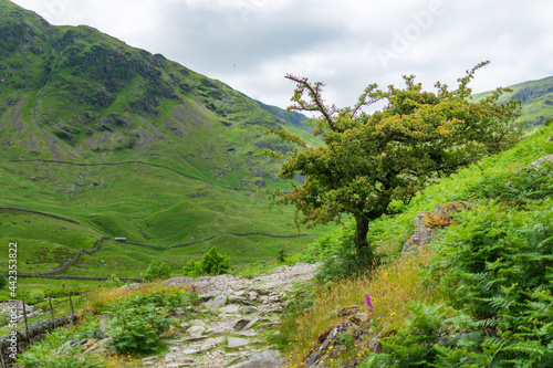 landscape with trees