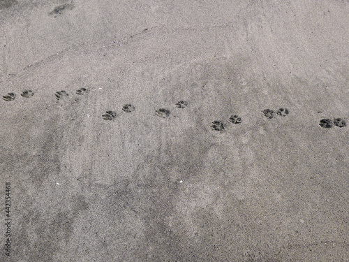 impronte di cane sulla sabbia in spiaggia photo