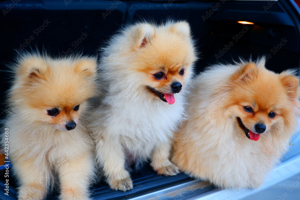 Three white Pomeranians want to get out of the trunk of a car.