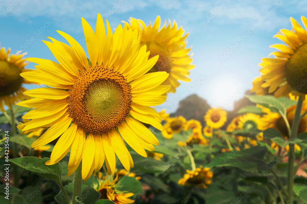 sunflower in field with sunshine and blue sky background