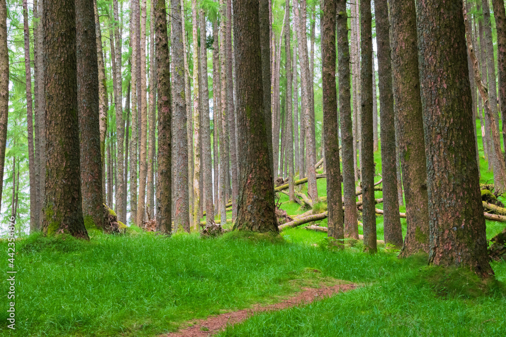 Naklejka premium footpath in the woods
