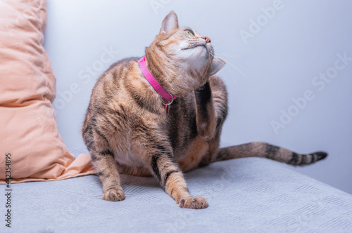 Image of a purebred Bengal cat in a pink anti-flea collar. The concept of caring and love for pets. photo