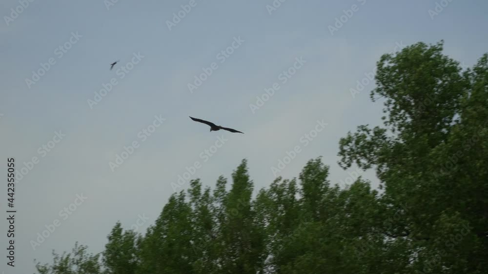 White-tailed Eagle Haliaeetus albicilla Bird Flying in Nature. Slow motion White-tailed Eagle Haliaeetus albicilla Bird Flying in Nature. Slow motion
