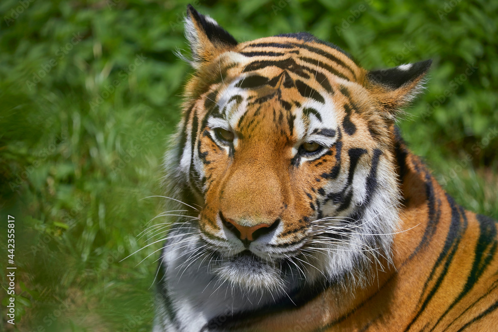 Obraz premium Beautiful Siberian tiger while dozing
