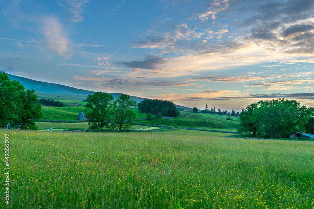 Obraz premium field and blue sky