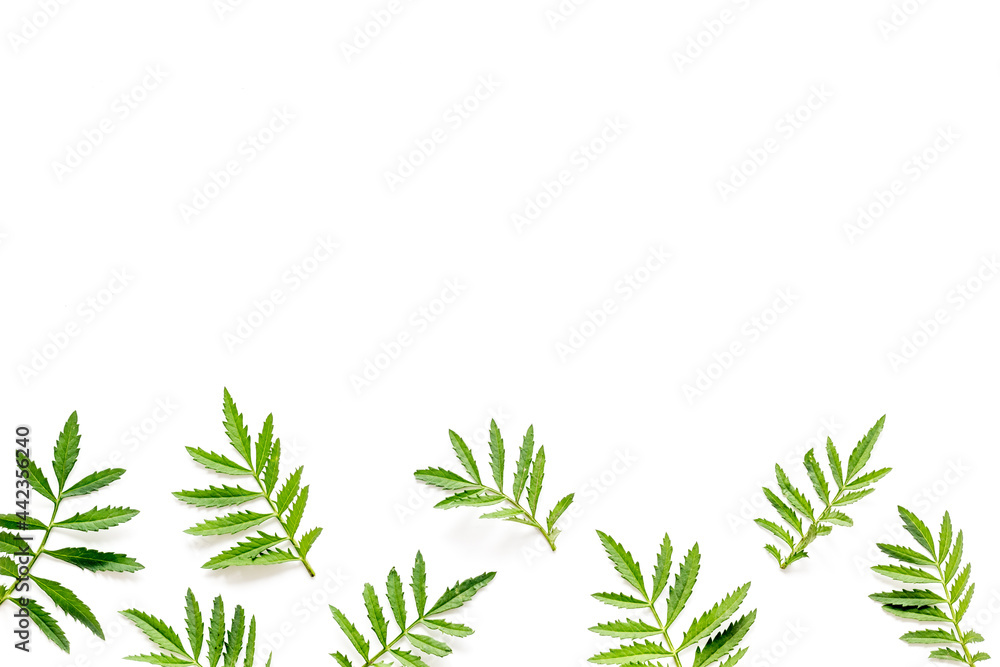 Floral leaf pattern isolated on white background, top view Floral leaf pattern isolated on white background, top view