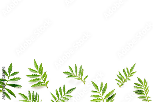 Floral leaf pattern isolated on white background  top view