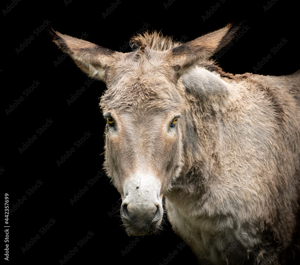 Closeup of a donkey face