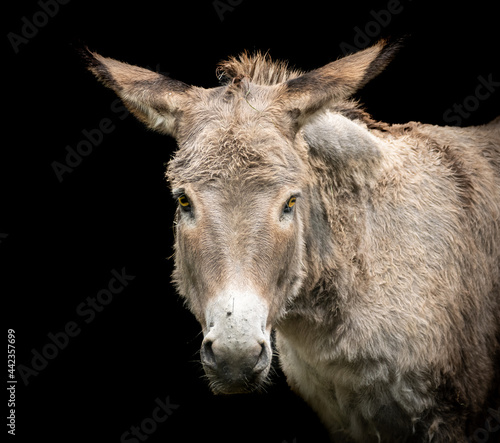 Closeup of a donkey face